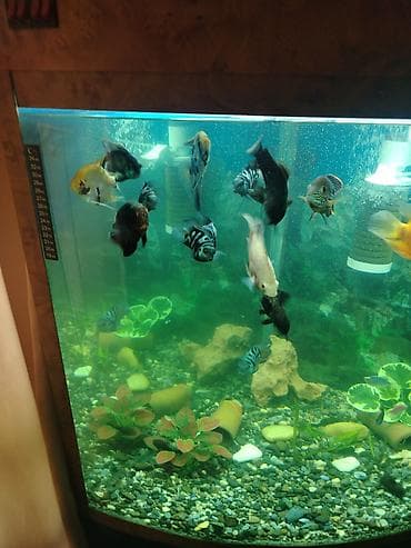 Böyük akvarium komplekti – dekorativ balıqlar və aksesuarlarla - Şüşə