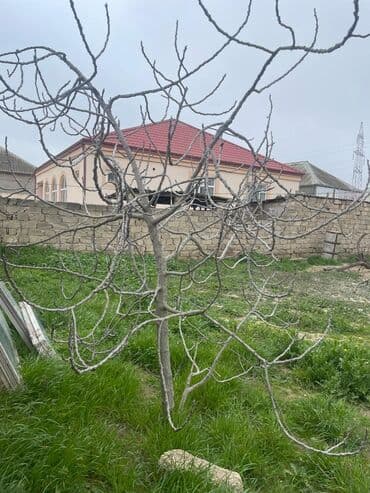 Bakı inciri 6ilin ağacıdır 15manata gavaali və qaragat var lalafo.az -da Bakı inciri 6ilin ağacıdır 15manata gavaali və qaragat var