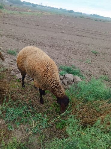 электрическая машинка для стрижки овец: Qala sehlerdi bogazdilar birinci qarina bogazdilar — 1