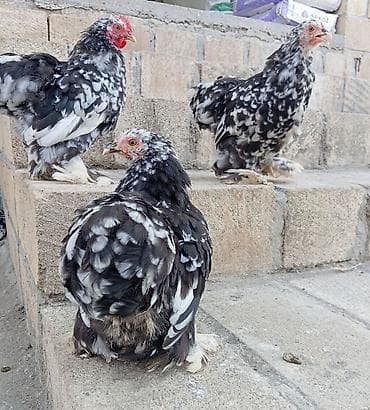 alman kurdu iti: Toyuq, Damazlıq, Ödənişli çatdırılma, Rayonlara çatdırılma — 5