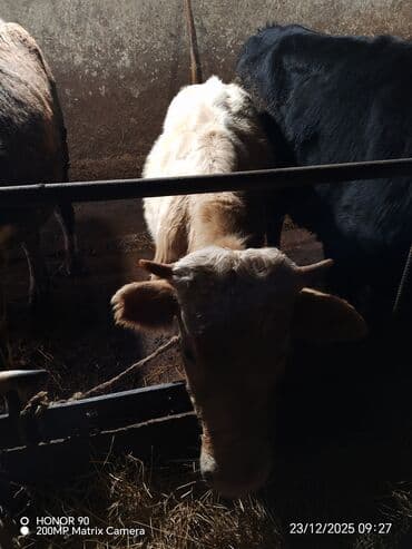 Erkək, il: 7, 230 kq, Ətlik, Ödənişli çatdırılma