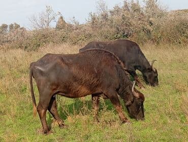 Inəklər, öküzlər: Məhsul: Su camışı sürüsü boğaz çatmışlar 6 dişi .3 balaq Təsvir: - — 2
