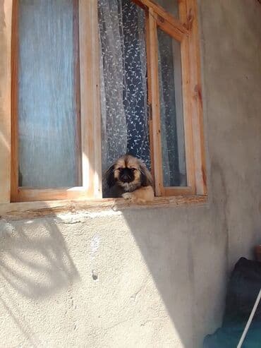 Pekines, 6 ay