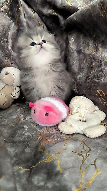 pişik növləri: Şotland uzun tüklü — 3