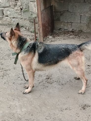 qafqaz coban itləri: Alman çoban iti, 1 il, Dişi, Ünvandan götürmə — 1