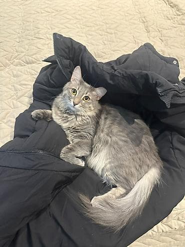 pişikler: Pişik itib. Nəsimi rayonu, Qulu Quliyev küçəsi, Pişəvəri parkı — 3