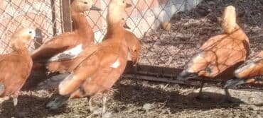 ozturkler qaz: Bu cöl gazları satılır — 1