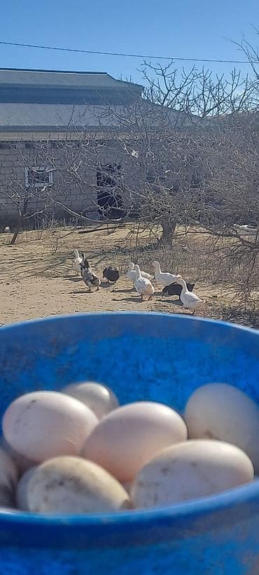 tap az quşlar: Ördək yumurtası biri 50 qepik teze mayalı yumurtalardı — 7