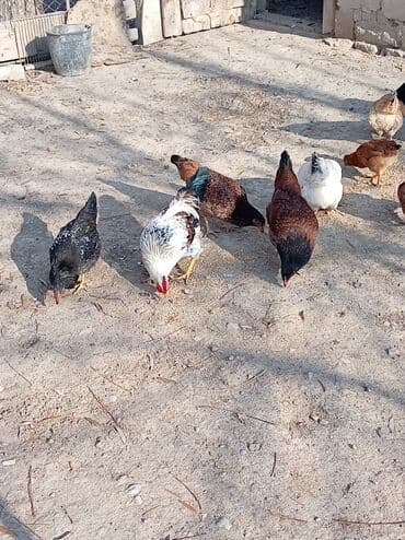 İtlər: Toyuq, Damazlıq — 6