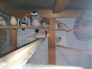 ördək ətinin qiyməti: Amadinlər Satış zebravıy sadə amadinlər benqal amadini risovka risoviy — 7