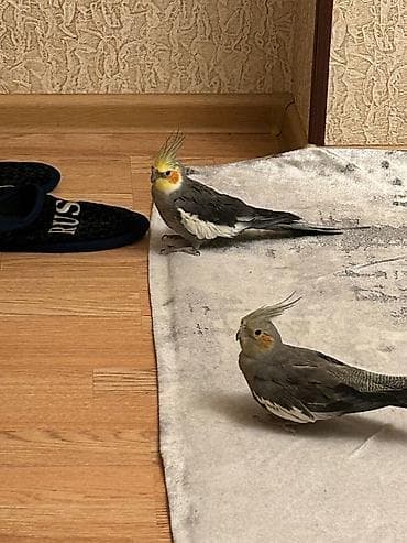 kanqal satisi: Salam biri disi bir erkek korella papuqaylari cox gozel oxumaqlari — 1