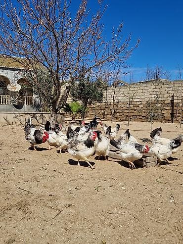 çöl toyuğu: Toyuq, Damazlıq — 2