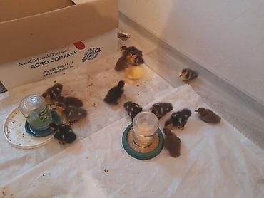 arpa bugda satisi: Lal ördəklər 5 m macar krasnadar qara zümrüdü mirvari rənglər 055 663 — 5