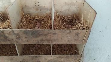 xarkov toyuqlar: Toyuq, Australorp, Damazlıq — 4