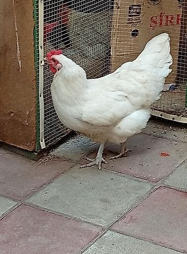 Toyuq, Damazlıq, Ünvandan götürmə