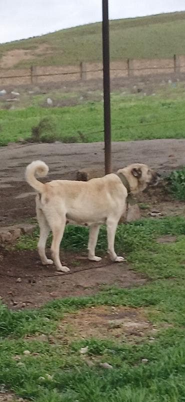 sivas kangal kanqal iti: Kanqal, 3 il, Dişi, Peyvəndli, Ödənişli çatdırılma — 1