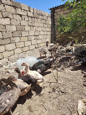 mandarin ordək: Muscovy ördəkləri - Cins: Muscovy/ - Rənglər: qara-ağ,ağ. 6 7 — 6