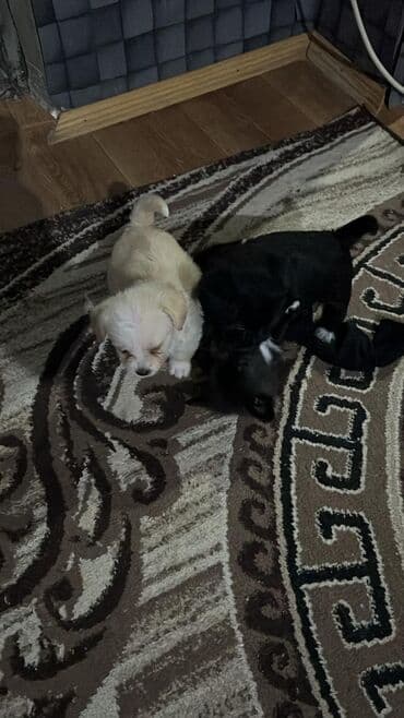 basenc itləri: Peyvəndli — 4