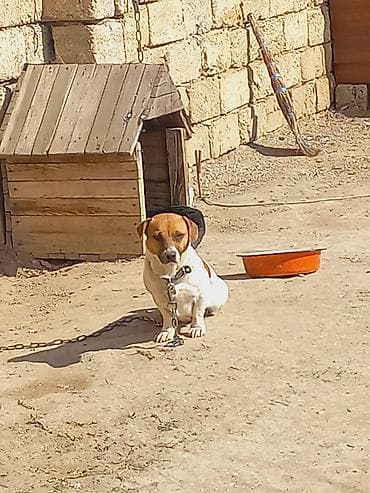 lalafo ev heyvanlari: Cek rassel teryer, 2 il, Dişi — 6