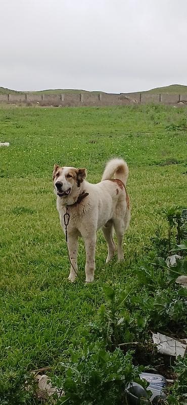 kaski itleri: Qurdbasar, 1 il, Erkek, Peyvəndli, Pulsuz çatdırılma — 6