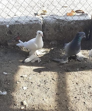 rhode island red: Iri lelekli kekilli quslar satilir hamisi ebresden — 1