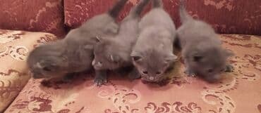 Daraq panellər: Britan, Dişi, Erkək — 11