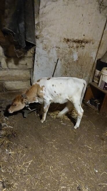 cins dana: Məhsul: İnək (iribuynuzlu heyvan) Xüsusiyyətlər: - Rəng: Ağ-krem — 12