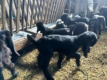 Gəmiricilər: Təmiz hələb çəpişləri. südəmər . erkəkdə var dişidə. heyvanlar — 4