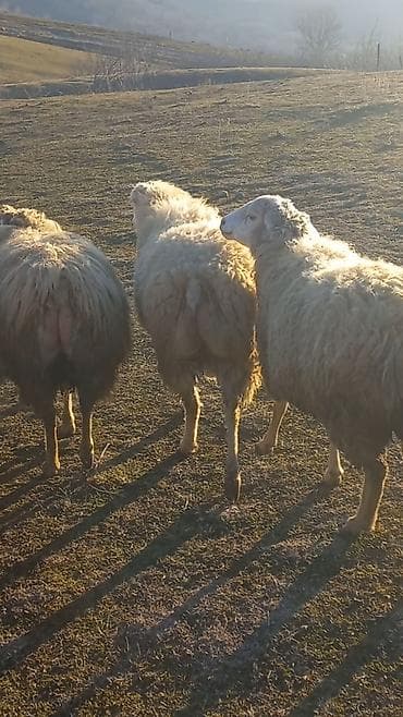 Зоотовары: Самец, лет: 2, 55 кг, Для разведения, Для мяса, Самовывоз — 2