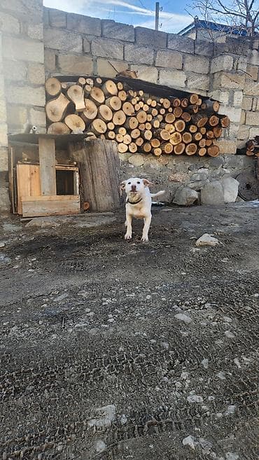 qaz balasi nece gune cixir: Ağ rəngli, orta ölçülü it – həyətyanı sahə və ev üçün gözətçi və — 3