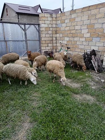 cuce ve xoruz temsili: 12 baş orta yaş qoyunlar satılır — 3