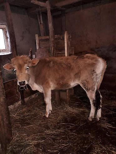 lənkəranda inəklər: Dişi, il: 1, 150 kq, Damazlıq, Ünvandan götürmə, Pulsuz çatdırılma, Ödənişli çatdırılma — 1