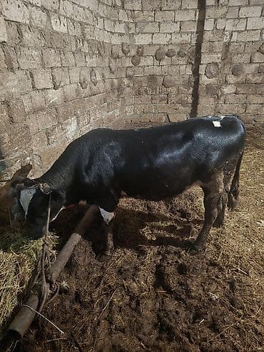ucuz quzular: Qara-alaca erkək mal-qara (buğa/buzaq) - Rəng: parlaq qara, alında ağ — 7
