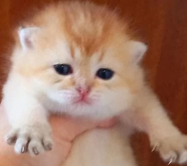 balaca pişikler: Britan, Dişi, Yaxşı əllərə, Ünvandan götürmə — 3