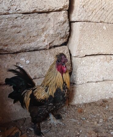 İtlər: Xoruz, il: 1, Ünvandan götürmə — 2