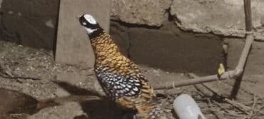 dekorativ quş: Bənövşəyi-qızılı naxışlı, ağ-qara başlı ekzotik quş (bəzək məqsədli — 1