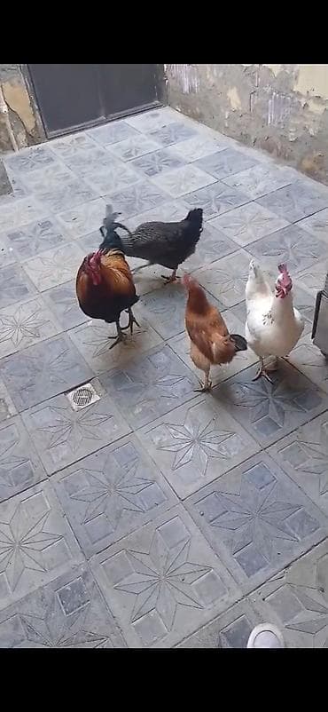 ataks toyuqları: Toyuq, Yumurtalıq — 2