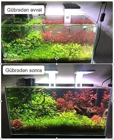 balıq akvarium: Sülhsevər, Ödənişli çatdırılma, Ünvandan götürmə, Rayonlara çatdırılma — 4