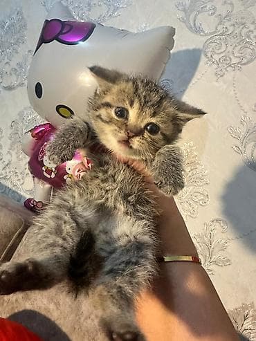 Akvariumlar: Şotland — 4