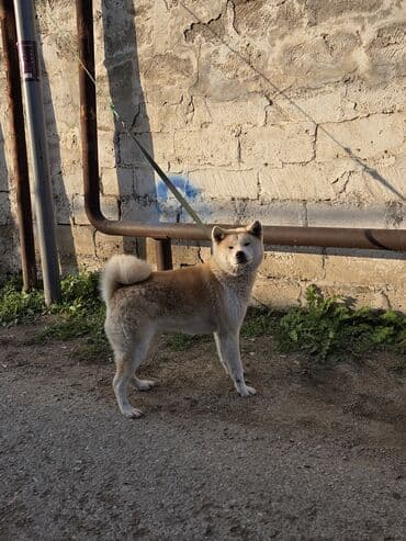 alman avcarkasi satilir: Akita-inu, 9 ay, Dişi — 5