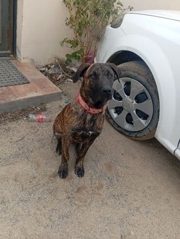 it alqı satqısı: 6 ay, Erkek — 1