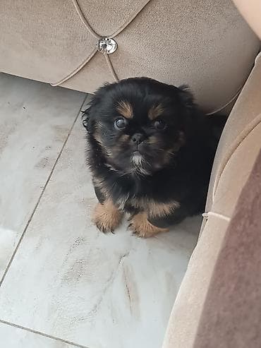 heyvan bazarı: Pekines — 2