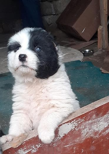 Qafqaz çoban iti, Dişi