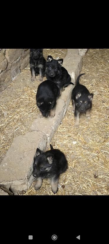 itler 2020: Alman çoban iti, 2 ay, Pulsuz çatdırılma — 2