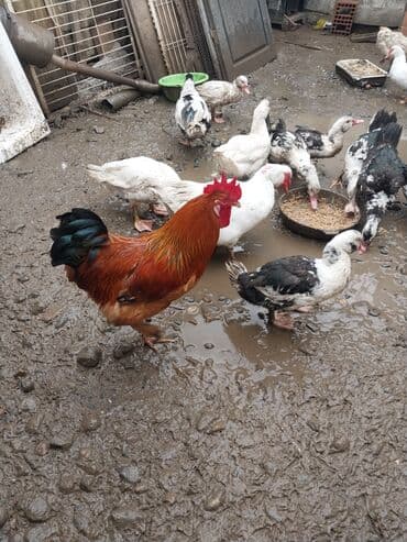 yumurta qoyan heyvanlar: Erkək, | Lal ördək, Ətlik — 1