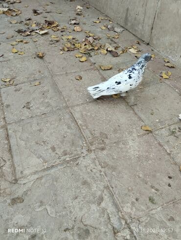 danışan tutuquşu satışı: Qiymət 1-ne aiddir.boz əbrəş erkek 16 tük,mor çəp erkək 18 tük.Əbrəş — 6