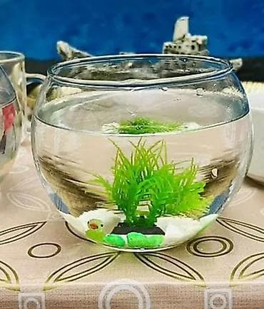 akva ayaqabılar: 🐠 Möhtəşəm Betta Dəsti – Hazır Komplekt 🐠 Evdə sakitlik və gözəllik — 5