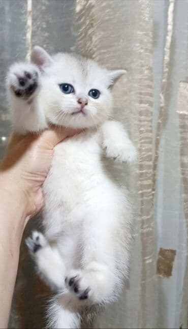 Britan, Erkək, Dişi, Yaxşı əllərə, Ünvandan götürmə lalafo.az -da Britan, Erkək, Dişi, Yaxşı əllərə, Ünvandan götürmə