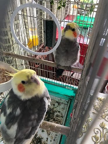 amadin quşu: Korellalar satılırlar Tam sağlam Rucnoy olmasalar da adama yaxınlaşan — 6