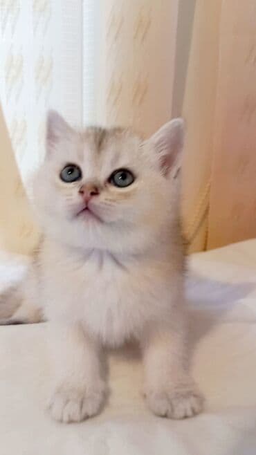 bala pişik şəkilləri: Britan, Erkək, Yaxşı əllərə, Ünvandan götürmə — 1